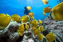 Zanzibar Scuba Diving Holiday. Diver with butterfly fish.